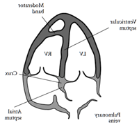 fetal2