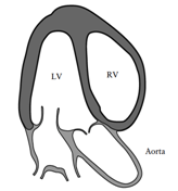 fetal3