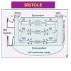 Anatomía y fisiología de la circulación coronaria
